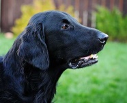 image of flat_coated_retriever