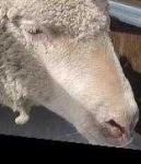 image of animal