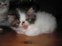 image of persian_cat