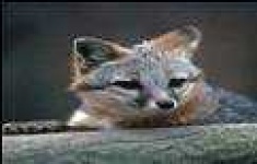 image of grey_fox