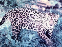 image of jaguar_car