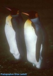 image of king_penguin