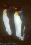 image of king_penguin #18