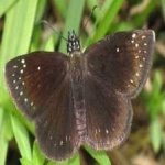image of animal