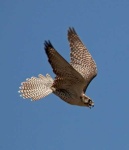 image of falcon