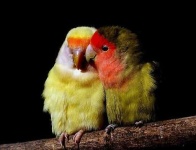 image of lovebird