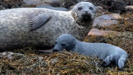 image of animal