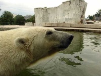 image of ice_bear