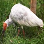 image of asian_crested_ibis #17