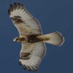 image of bird
