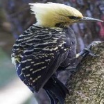 image of bird