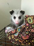 image of possum #50