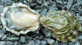 image of oyster #7