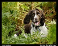 image of english_springer