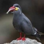 image of bird