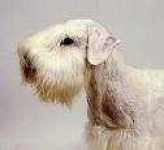 image of sealyham_terrier #3