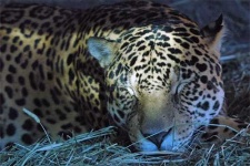 image of jaguar_car