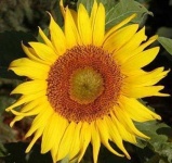 image of sunflower #9