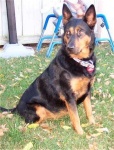 image of kelpie