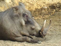 image of warthog