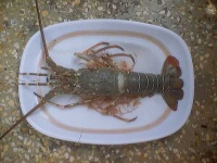 image of spiny_lobster #16