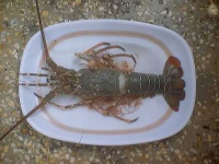image of spiny_lobster
