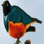image of bird