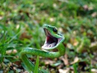 image of vine_snake