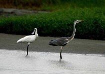 image of spoonbill