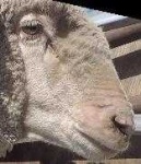 image of animal