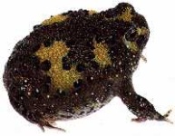 image of tailed_frog