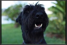 image of bouvier_des_flandres