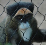 image of guenon