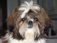 image of shih_tzu