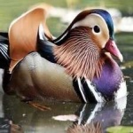 image of bird