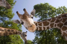 image of animal