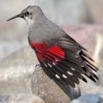 image of bird