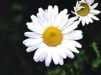image of flower