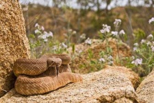 image of sidewinder