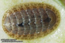 image of chiton