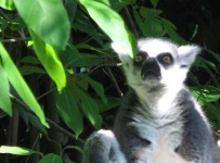 image of madagascar_cat