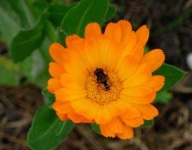 image of flower