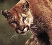image of cougar_face