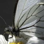 image of animal