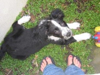 image of english_springer