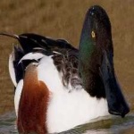 image of bird