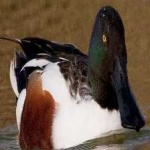 image of northern_shoveler #26