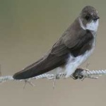 image of bird
