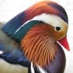 image of bird