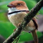 image of bird